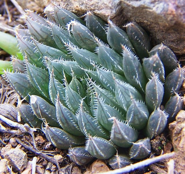 Haworthia ARISTATA - Хавортия Аристата, 2 семени — изображение 4