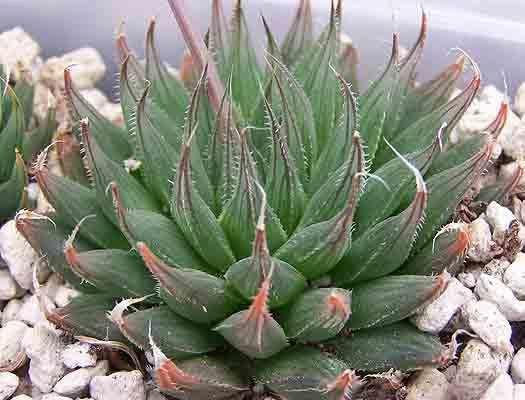 Haworthia ARISTATA - Хавортия Аристата, 2 семени — изображение 3