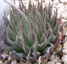 Haworthia ARISTATA - Хавортия Аристата, 2 семени — изображение 2