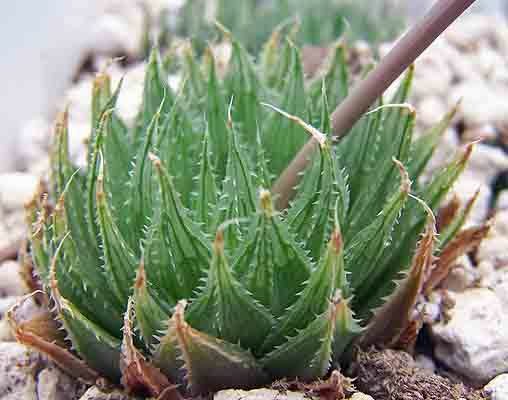 Haworthia ARISTATA - Хавортия Аристата, 2 семени