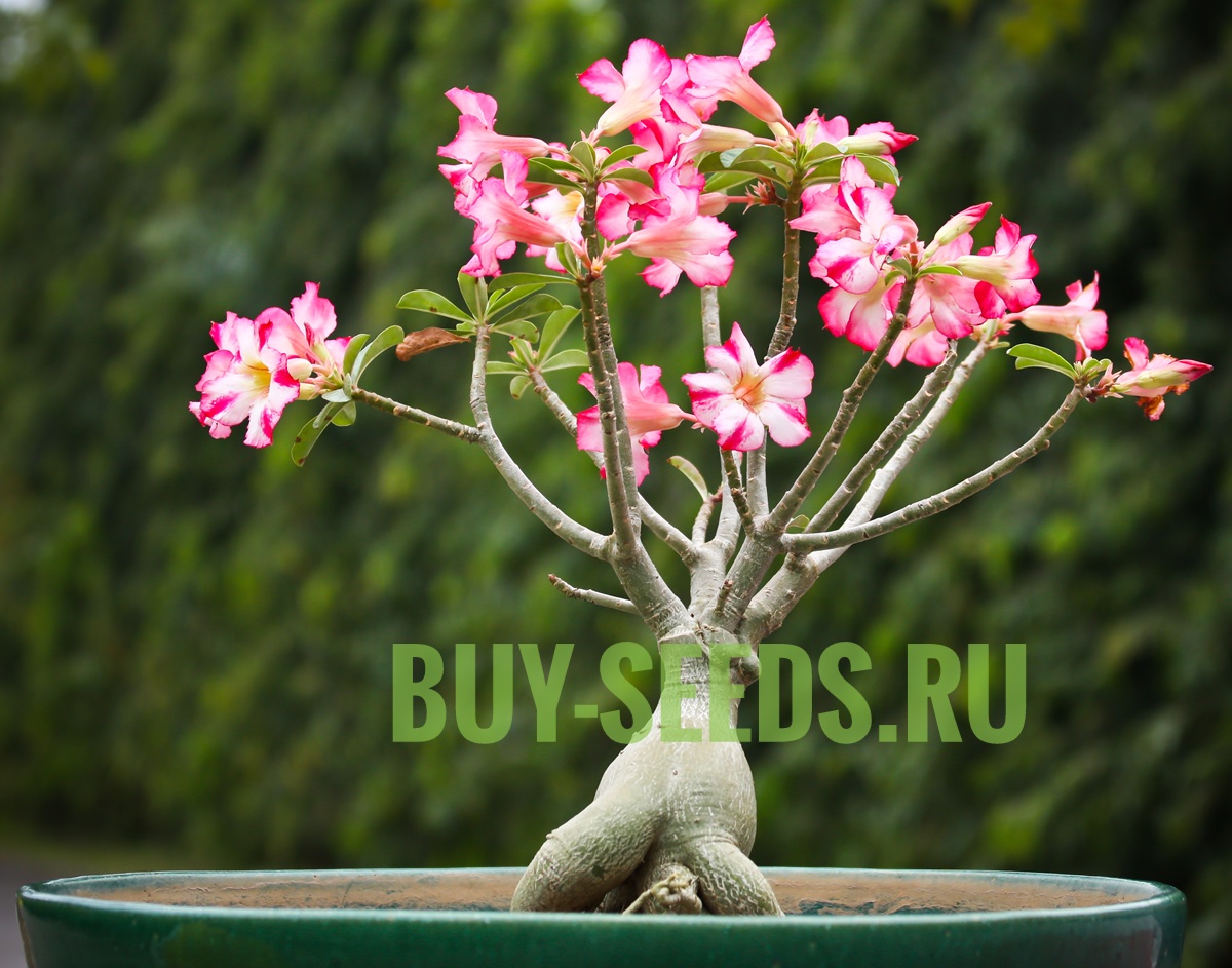 ADENIUM-DESERT ROSE obesum-Адениум Обесум, 2 семени