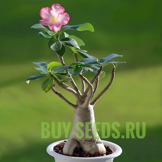 ADENIUM-DESERT ROSE obesum-Адениум Обесум, 2 семени — изображение 2