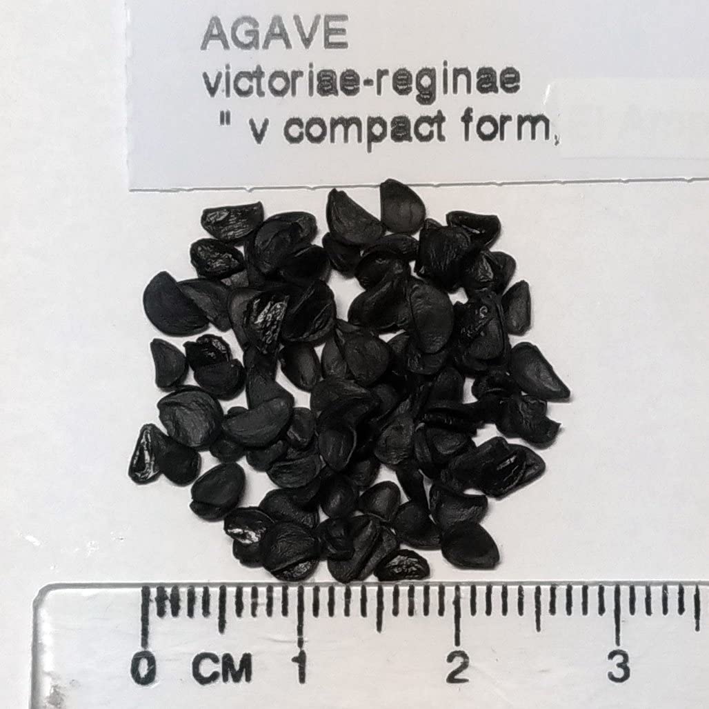 Agave VICTORIAE REGINAE COMPACT AMPARO - Агава Королева Виктория Компатная, 3 семени — изображение 2