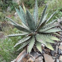 Agave XYLANACANTHA - Агава Ксиланасанта, 3 семени