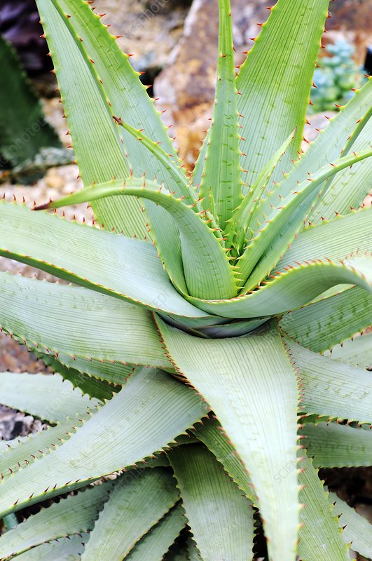 Aloe GLOBULIGEMMA - Алоэ Глобулигемма, 2 семени