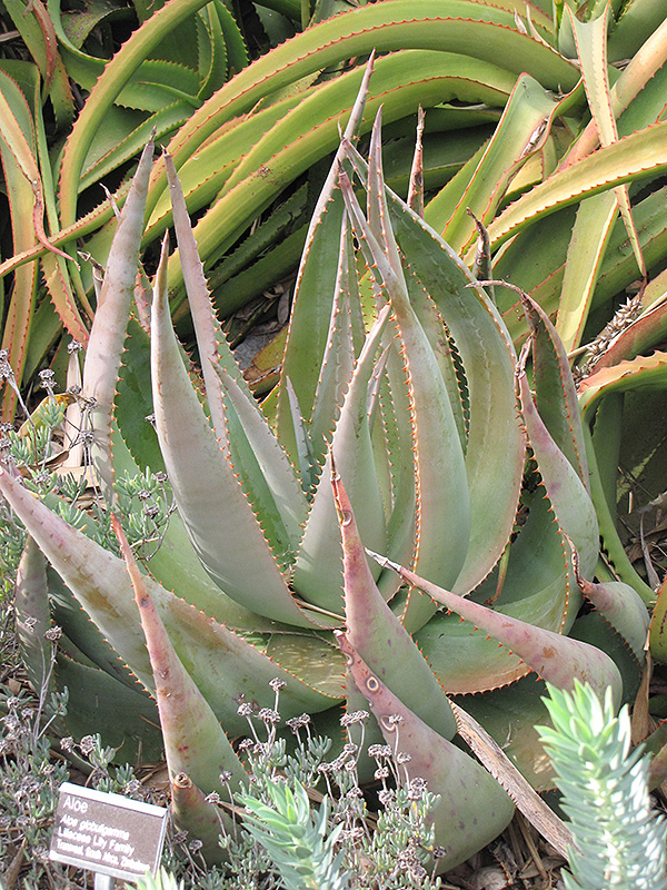 Aloe GLOBULIGEMMA - Алоэ Глобулигемма, 2 семени — изображение 3