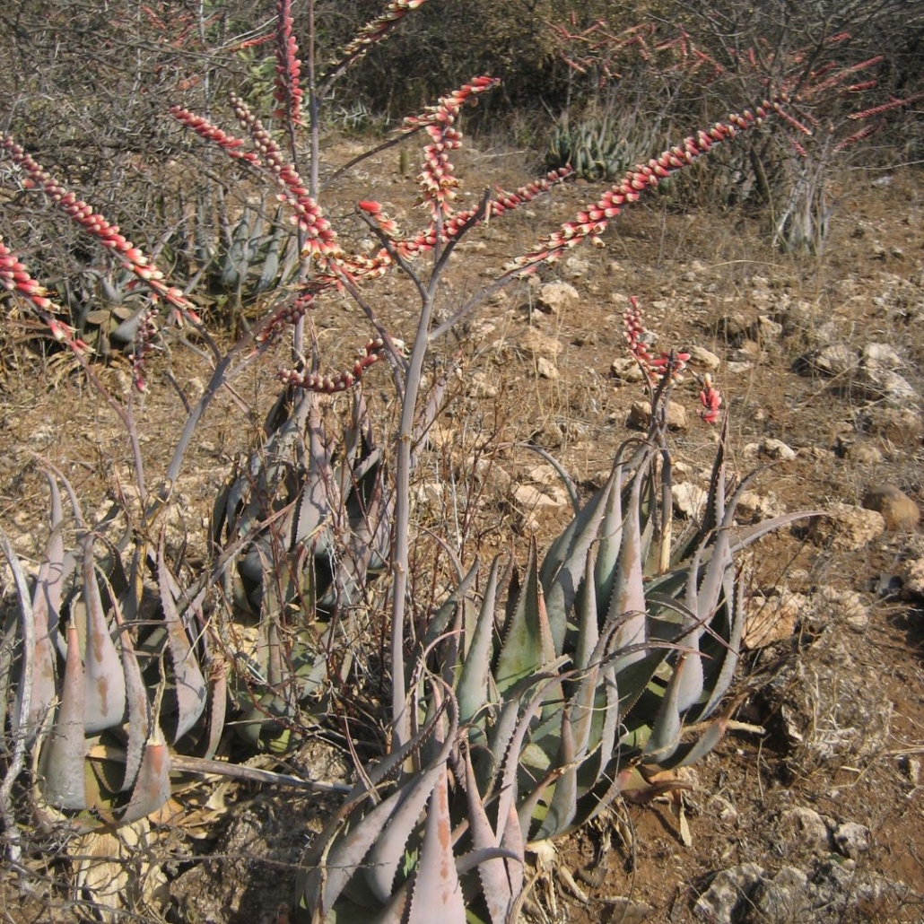 Aloe GLOBULIGEMMA - Алоэ Глобулигемма, 2 семени — изображение 4