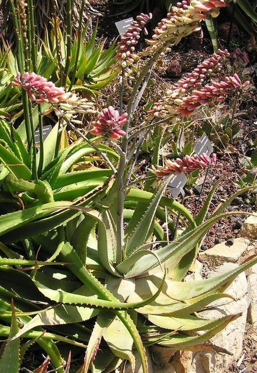 Aloe GLOBULIGEMMA - Алоэ Глобулигемма, 2 семени — изображение 2