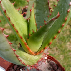 Aloe RUPESTRIS - Алоэ Скальное, 3 семени