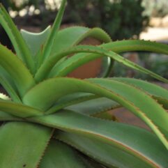 Aloe SPICTA - Алоэ Спикта, 2 семени