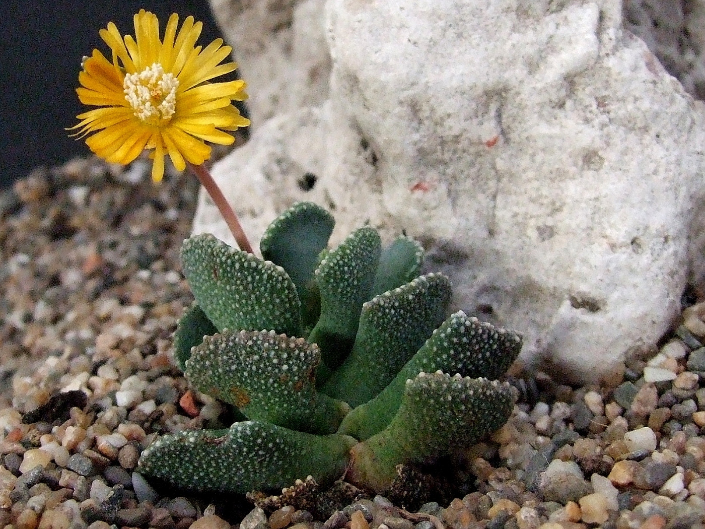Aloinopsis MALHERBEI - Алоинопсис Мальхебра, 3 семени — изображение 3
