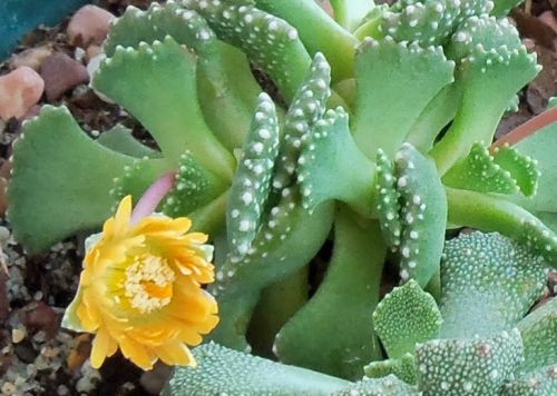 Aloinopsis MALHERBEI - Алоинопсис Мальхебра, 3 семени