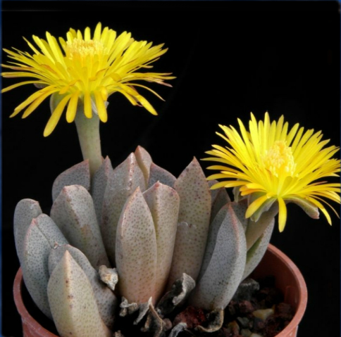 Aloinopsis ORPENII - Алоинопсис Орпена, 3 семени