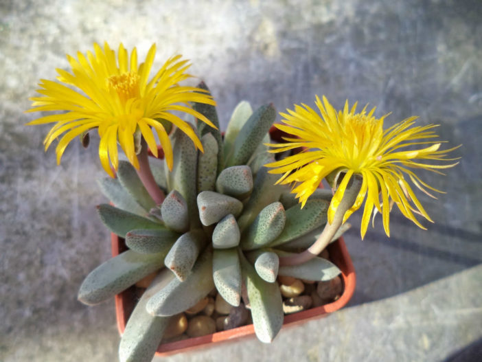Aloinopsis ORPENII - Алоинопсис Орпена, 3 семени — изображение 2