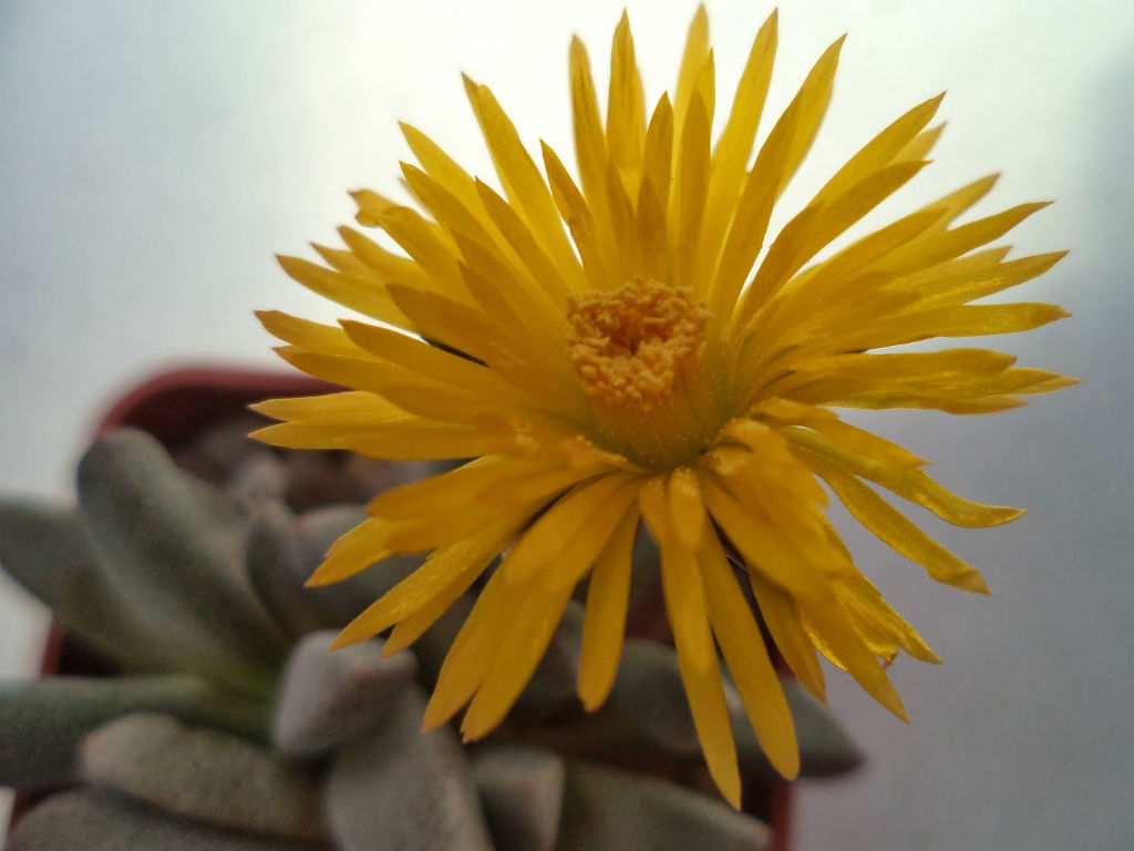 Aloinopsis ORPENII - Алоинопсис Орпена, 3 семени — изображение 3