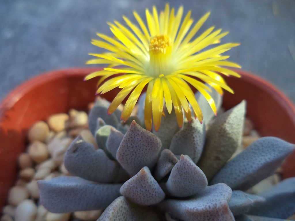 Aloinopsis ORPENII - Алоинопсис Орпена, 3 семени — изображение 4