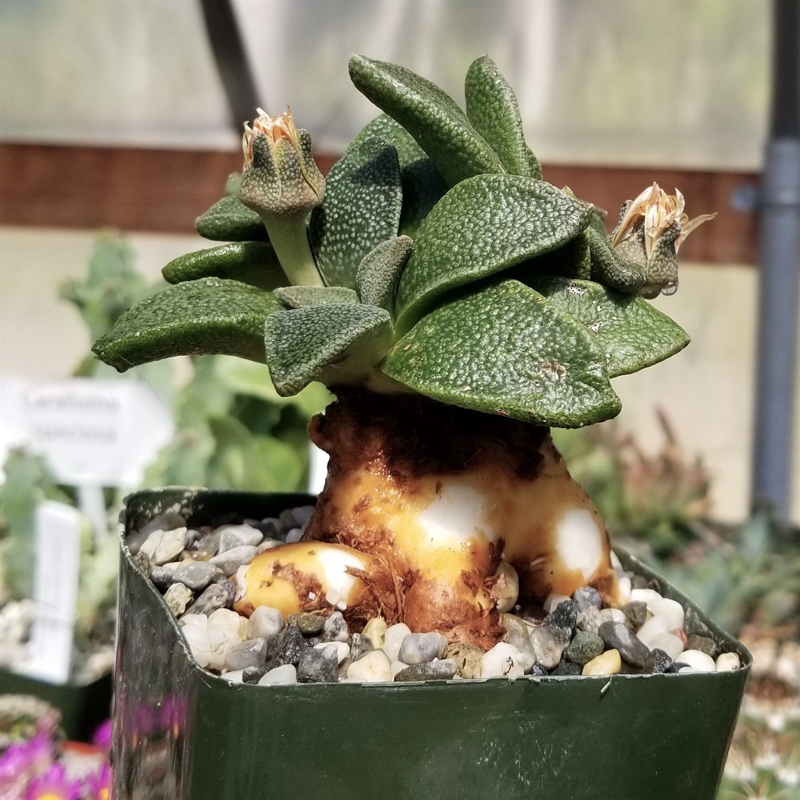 Aloinopsis RUBROLINEATA - Алоинопсис Краснолинейный, 3 семени — изображение 2