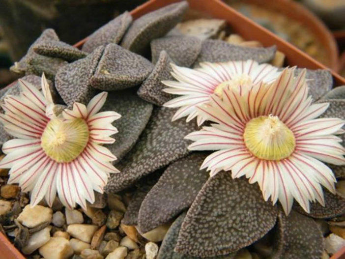 Aloinopsis RUBROLINEATA - Алоинопсис Краснолинейный, 3 семени — изображение 5