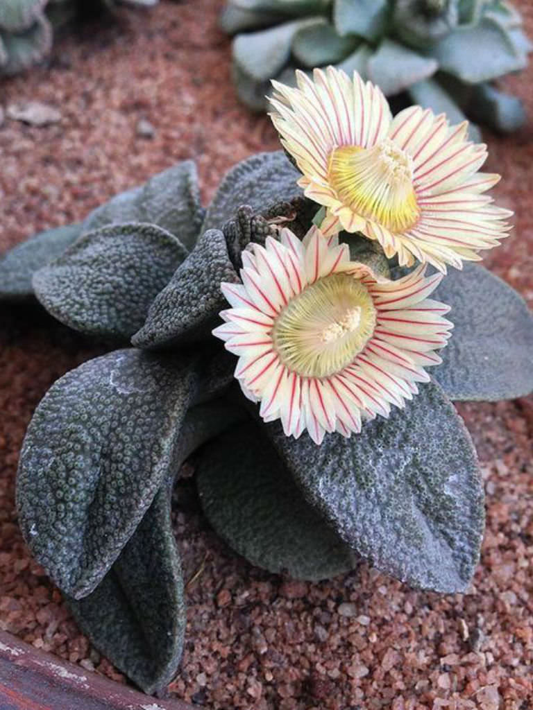 Aloinopsis RUBROLINEATA - Алоинопсис Краснолинейный, 3 семени