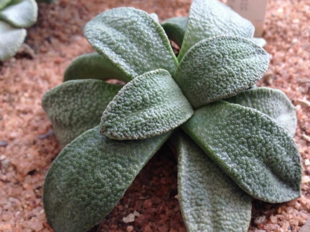 Aloinopsis RUBROLINEATA - Алоинопсис Краснолинейный, 3 семени — изображение 4