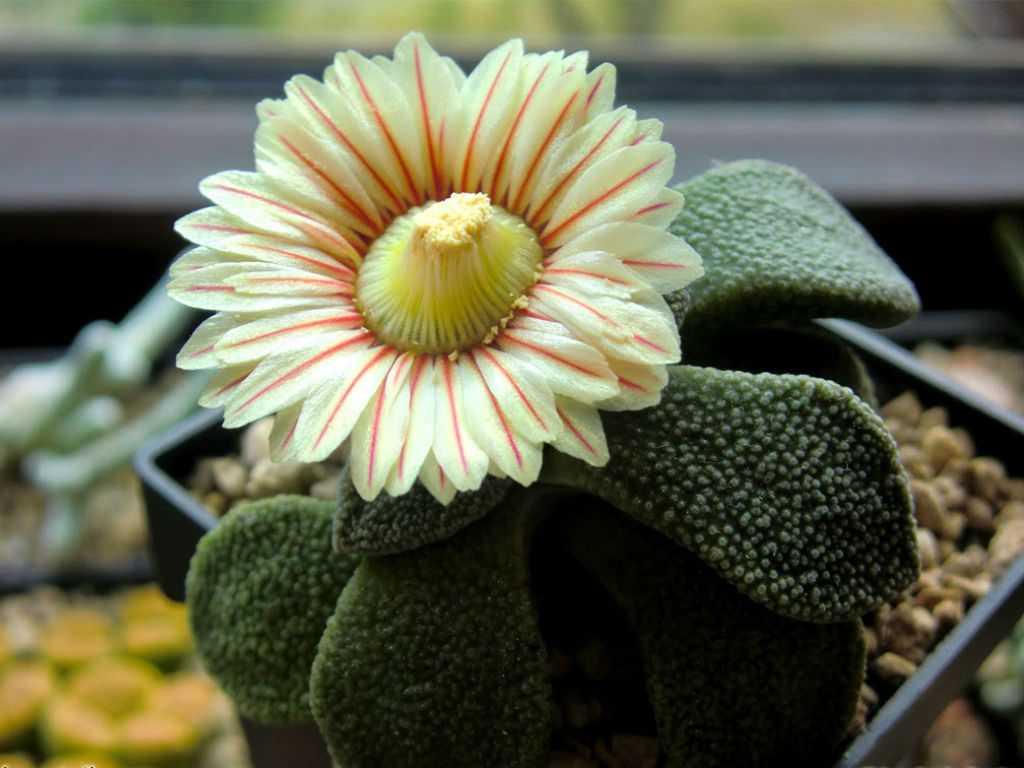 Aloinopsis RUBROLINEATA - Алоинопсис Краснолинейный, 3 семени — изображение 3