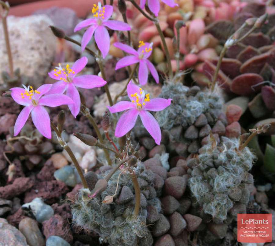 Anacampseros FILAMENTOSA - Анакампсерос Нитчатый, 3 семени