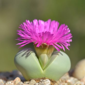 Argyroderma DELAETII - Аргиродерма Делети, 3 семени