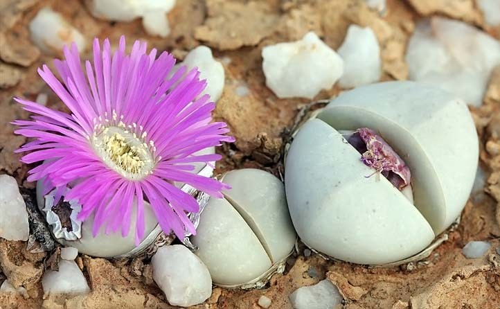 Argyroderma DELAETII - Аргиродерма Делети, 3 семени — изображение 3