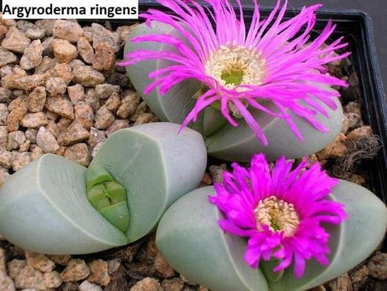 Argyroderma RINGENS - Аргиродерма Рингенс, 3 семени — изображение 4