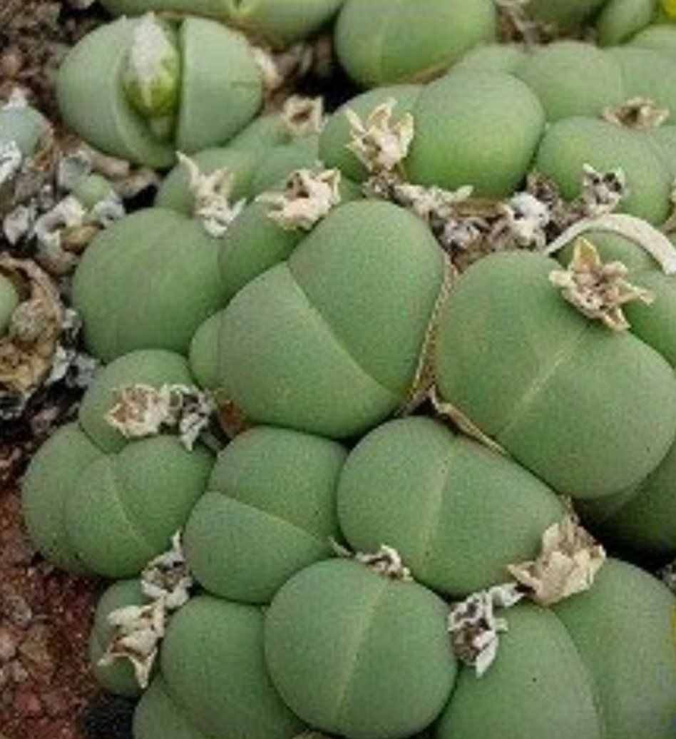 Argyroderma AUREUM - Аргиродерма Золотая, 3 семени — изображение 2