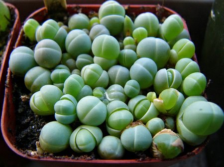 Argyroderma AUREUM - Аргиродерма Золотая, 3 семени