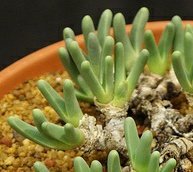 Argyroderma BRAUNSII - Аргиродерма Браунса, 3 семени — изображение 2