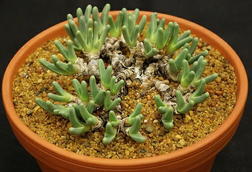 Argyroderma BRAUNSII - Аргиродерма Браунса, 3 семени