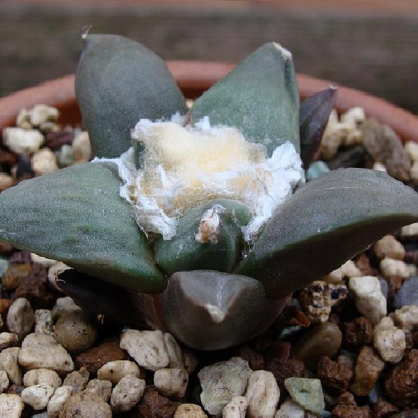 Ariocarpus FURFURACEUS LAS PALMAS - Ариокарпус Шелушащийся Лас Пальмас, 2 семени