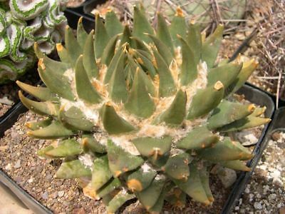 Ariocarpus FURFURACEUS LAS PALMAS - Ариокарпус Шелушащийся Лас Пальмас, 2 семени — изображение 2