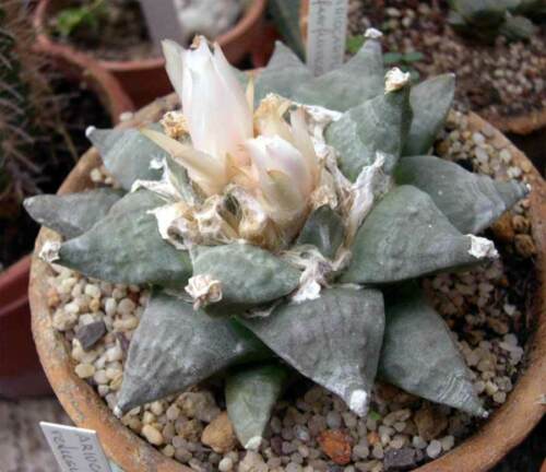 Ariocarpus FURFURACEUS LAS PALMAS - Ариокарпус Шелушащийся Лас Пальмас, 2 семени — изображение 3