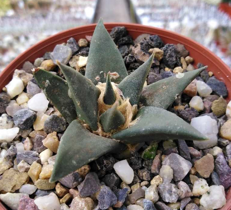 Ariocarpus TRIGONUS-Horaceki - Ариокарпус Треугольный Хорачек, 3 семени — изображение 2