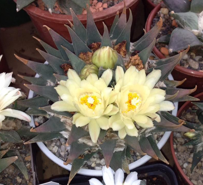 Ariocarpus TRIGONUS-Horaceki - Ариокарпус Треугольный Хорачек, 3 семени