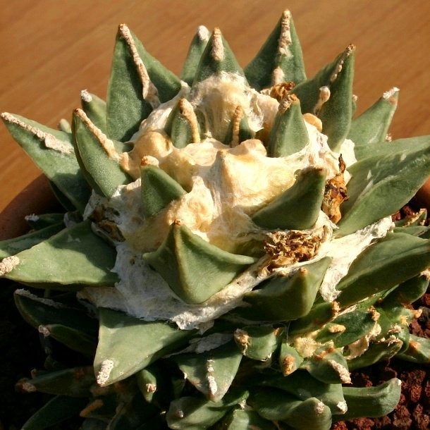 Ariocarpus RETUSUS v PECTINATUS - Ариокарпус Притупленный Пектинатус, 2 семени