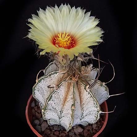 Astrophytum CAPRICORNE - Астрофитум Козерогий, 3 семени — изображение 2