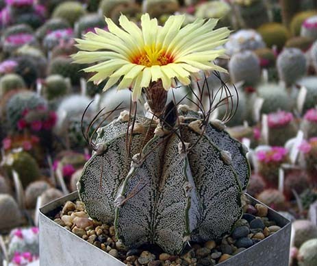 Astrophytum CAPRICORNE - Астрофитум Козерогий, 3 семени