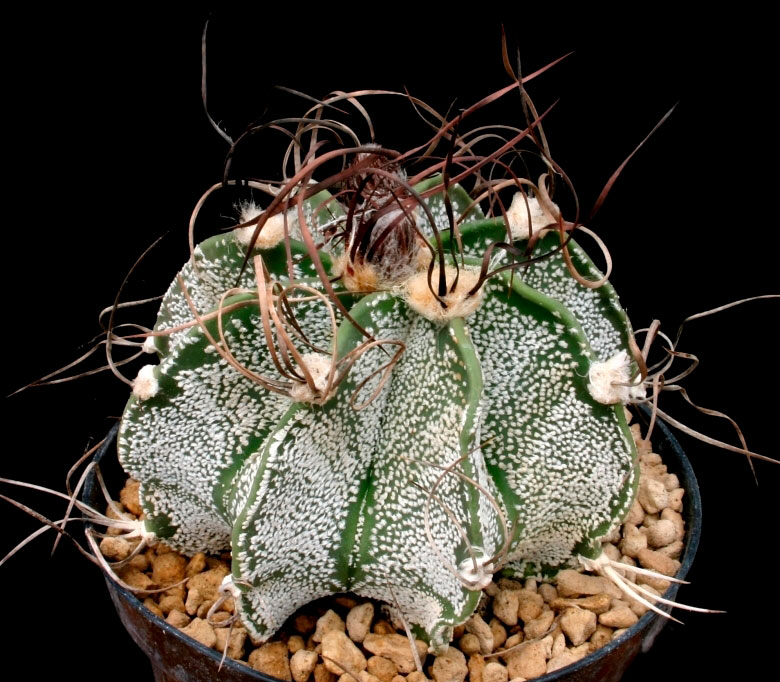 Astrophytum CAPRICORNE MINOR - Астрофитум Козерогий Минор, 3 семени