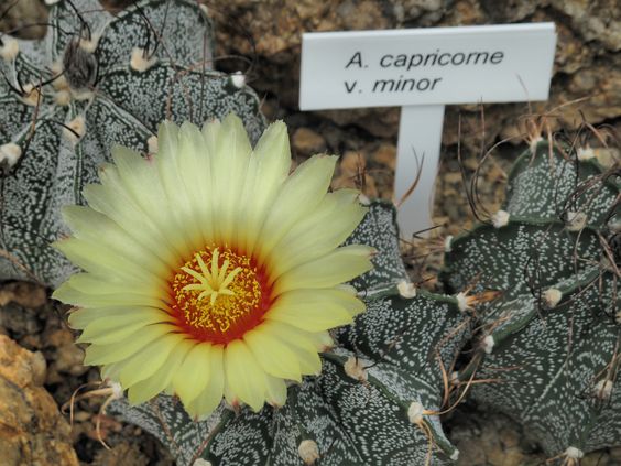 Astrophytum CAPRICORNE MINOR - Астрофитум Козерогий Минор, 3 семени — изображение 2