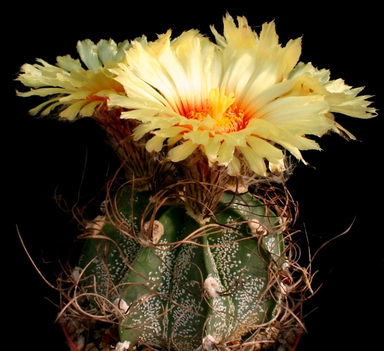 Astrophytum CAPRICORNE MINOR - Астрофитум Козерогий Минор, 3 семени — изображение 3