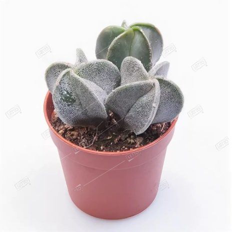 Astrophytum MYRIOSTIGMA - Астрофитум Многорыльцевый, 3 семени — изображение 3