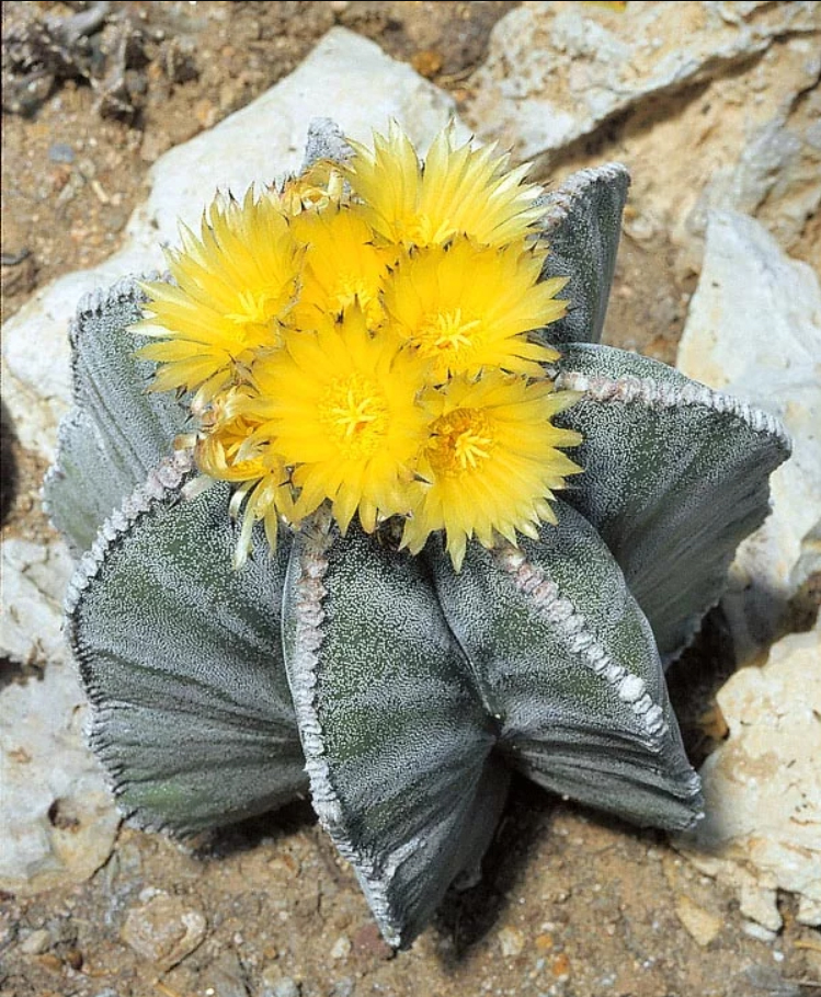 Astrophytum MYRIOSTIGMA - Астрофитум Многорыльцевый, 3 семени — изображение 2