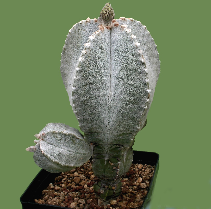 Astrophytum MYRIOSTIGMA COLUMNARE - Астрофитум Многорыльцевый Колончатый, 3 семени