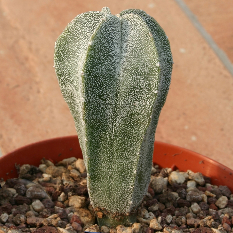 Astrophytum MYRIOSTIGMA COLUMNARE - Астрофитум Многорыльцевый Колончатый, 3 семени — изображение 2