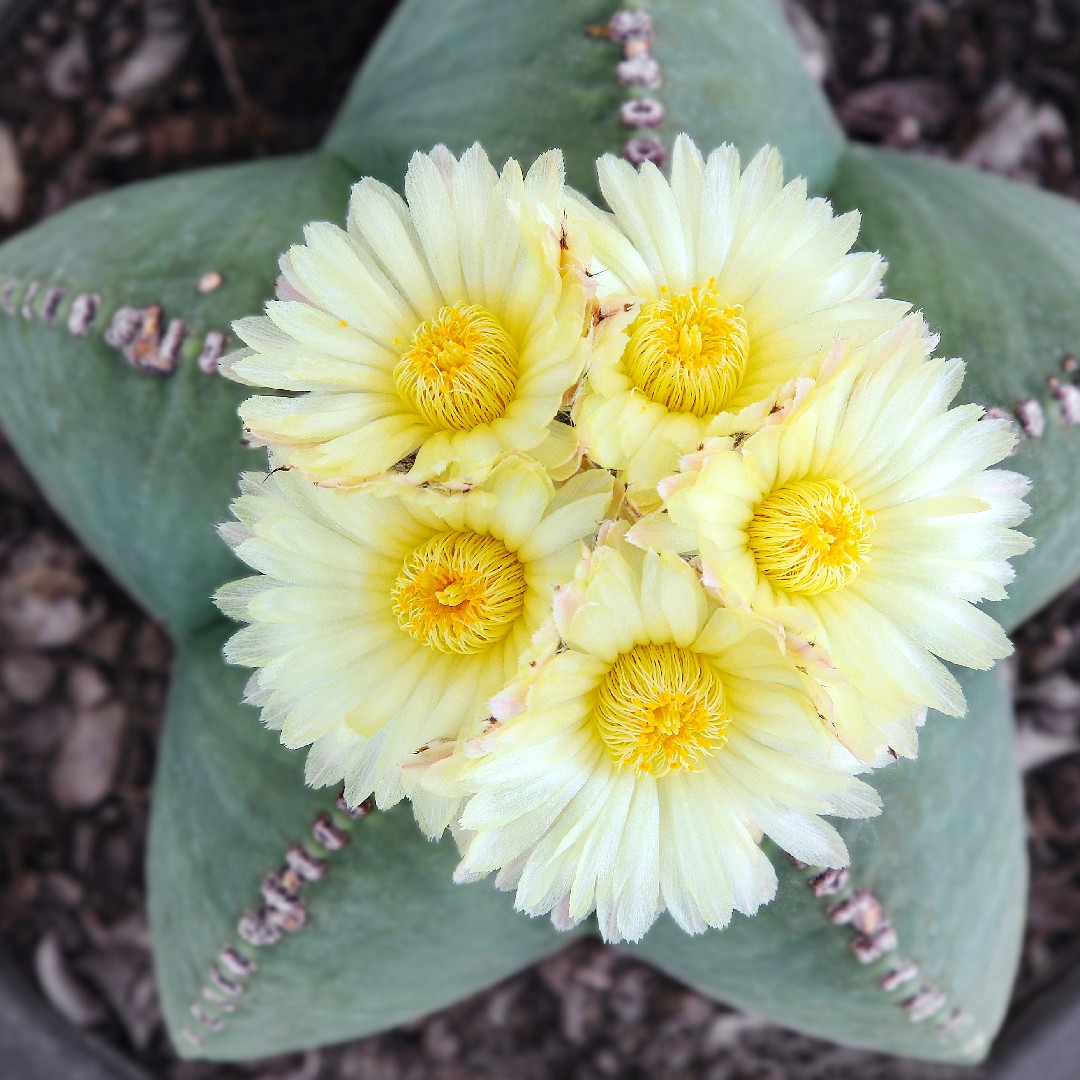 Astrophytum MYRIOSTIGMA - Астрофитум Многорыльцевый, 3 семени