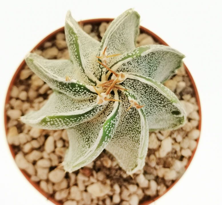 Astrophytum ORNATUM - Астрофитум Украшенный, 3 семени